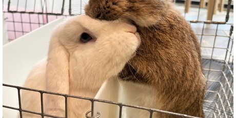 うさぎのしっぽ通販は、『うさぎと暮らす83号』を全国へお届け