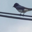 今日の野鳥　ツバメ・カルガモ