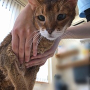 ケイの通院後の変化とななの血液検査の結果