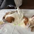 今日は鍼の日