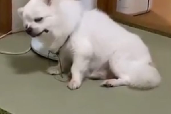 あにまるファミリア チワワ