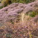 頼朝桜でいいのかな？