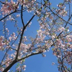 釘宮順子の考現学