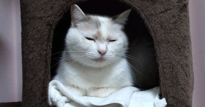 実物のﾈｺﾁｬﾝたちセカンド353