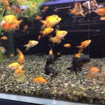 ワンラブ観賞魚部門の入荷情報ブログ！