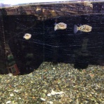 ワンラブ観賞魚部門の入荷情報ブログ！