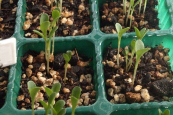 植物図鑑 ガーデンレコード 花の易しい育て方 ヤグルマソウ