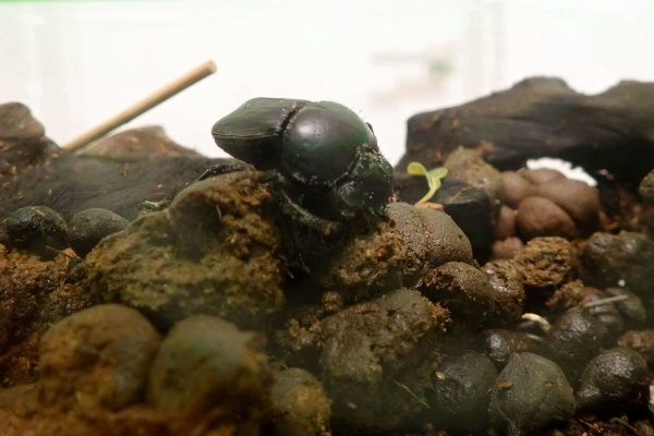 むしむしブログ - タマオシコガネ