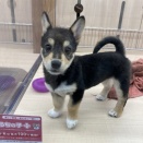 お店の子紹介🐕