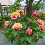  花好きおばあさんの　園芸ボランティア日記