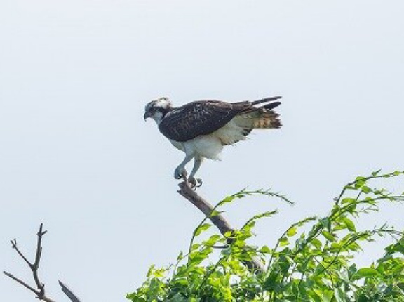 2026年9月17日の野鳥公園
