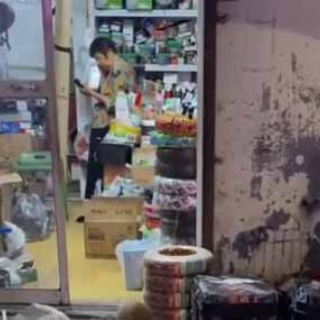 猫の動画 ねこわん！