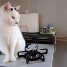 NEKO的猫な事実＊気になるのはカニより……