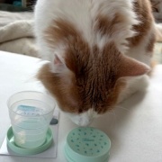 セリアの折りたたみコップと昭和の「水を飲むな」という話