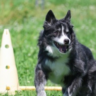 【犬のいる暮らし】黄色の背景が今年は早い！ついつい先の季節のことを考える！