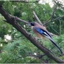 カケスさんが賑やかになって来た公園