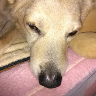 コン太里親会ブログ