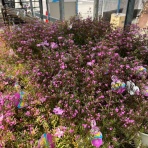 南坊園のブログ