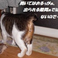 猫に小判を与えたら。 埋蔵金：千九百拾弐両　そしてぇ・・・またぁ・・・。