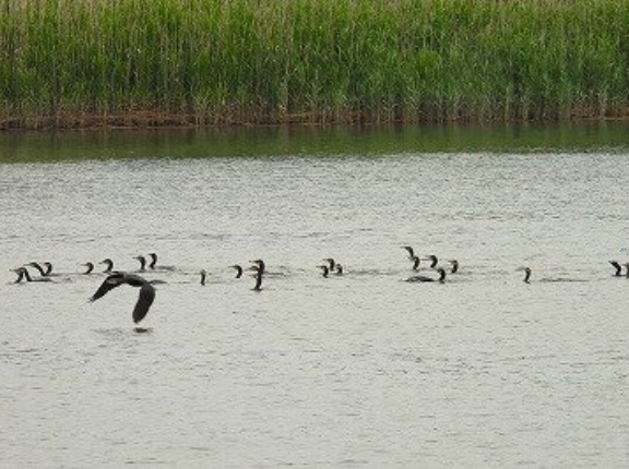 2026年5月24日の野鳥公園