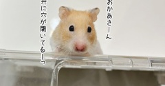 今日のプリン(9/23追記)