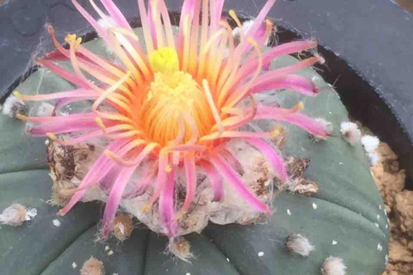 サボテン趣味人の温室 アストロフィツム