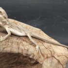 『爬虫類入荷情報！』の画像