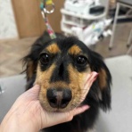 福岡 ペットショップ ワンラブ 福岡総本店 スタッフブログ