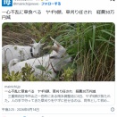 除草にヤギ　経費が90万から50万に減る　草はヤギの燃料になるので永久機関