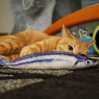 サンマは渡さないっ！