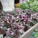 大人の事情ってなになに？　　　　　　　　　サトウ園芸さんパンジー販売