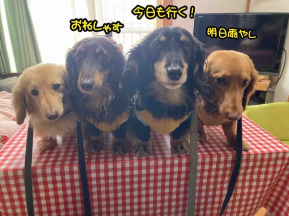 明日から雨。