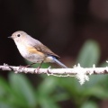 奥庭　ルリビタキ、ウソ