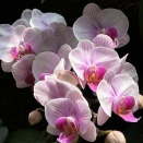 薔薇を観に行く♪