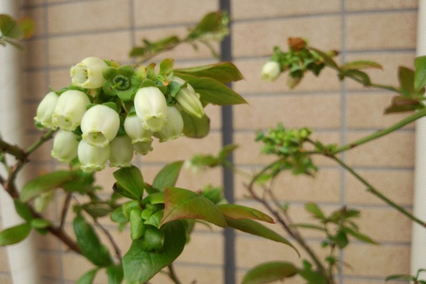 盆栽な感じで 的な ブルーベリー