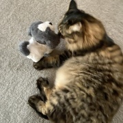 【猫写真】新しいぬいぐるみのおともだち
