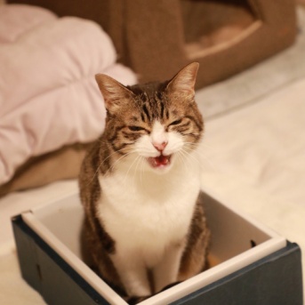 桃箱に戻る猫。