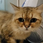 保護猫譲渡るーむ（仙台市　あにまるロック診療所）