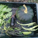 エンドウを蒔いた。