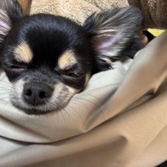 ペット用スリングバッグ◆にこまるは入ってくれるのか！