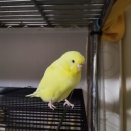 飼い主、放鳥中放置