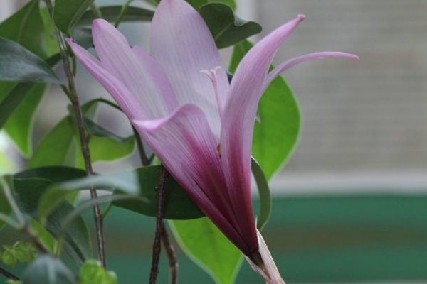 植物のある暮らし 22年01月