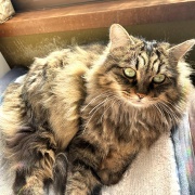 【猫写真】あたたかい所で居たいマロ