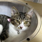 Human＆Animal Network   365日 里親募集中！