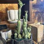 ACTIS FLOWER＆GARDEN GREEN　　プチ*フルール
