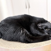 バリバリボウルが大好きな猫たち
