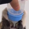 子ネコに哺乳瓶でミルクをあげていた。最後の一滴まで飲むのら！ → ど根性子猫はこちらです…