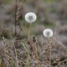 身近な野草の綿毛など