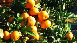 「あれっ、停電だ。この悪天候じゃ仕方ないか」 → ミカンが原因でした