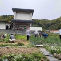 ポポーを植えました